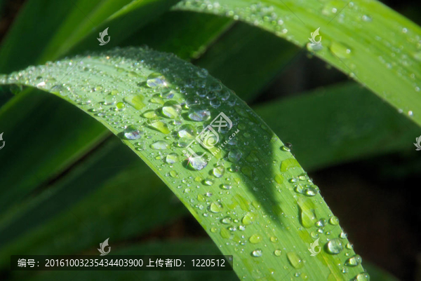 葉11水滴