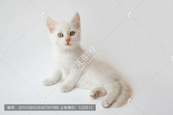 小貓