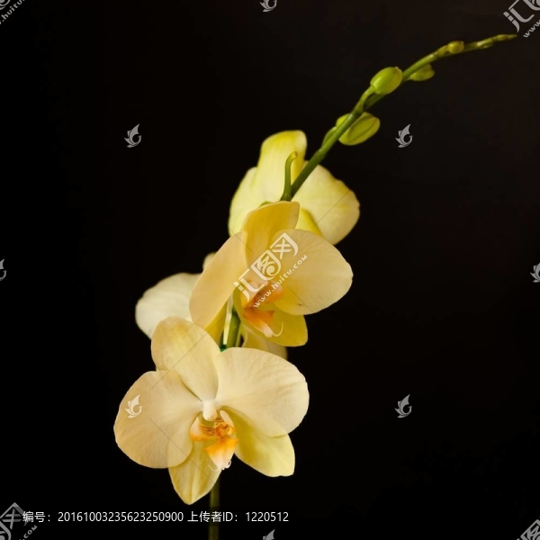 蝴蝶蘭