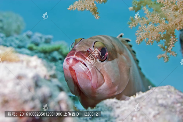 黑邊石斑魚