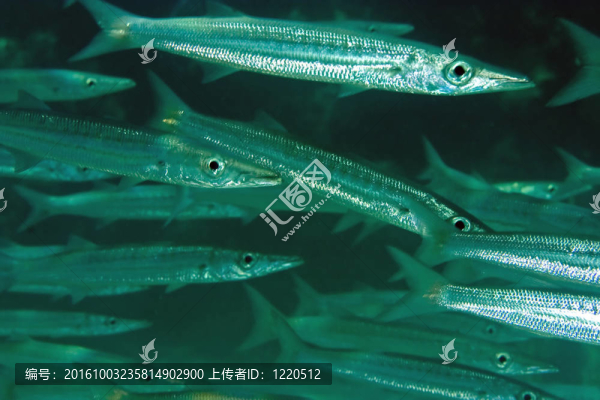 大梭魚