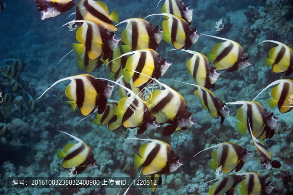 鰭魚