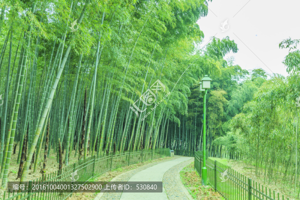 竹林