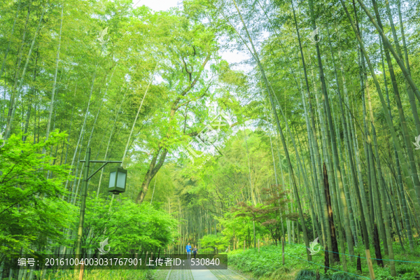 竹林