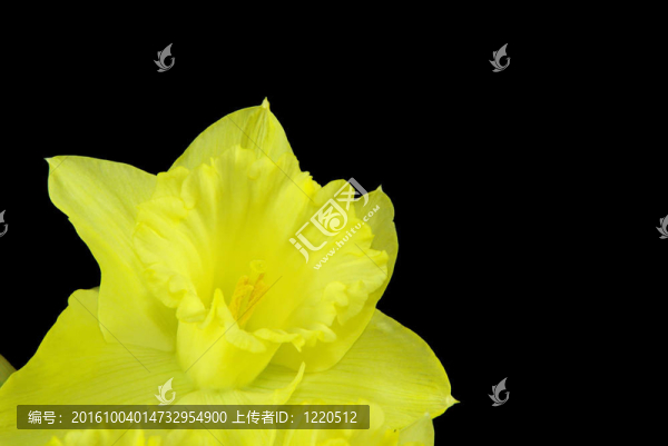 黑04朵水仙花
