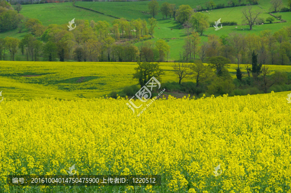 Rapeseed,18