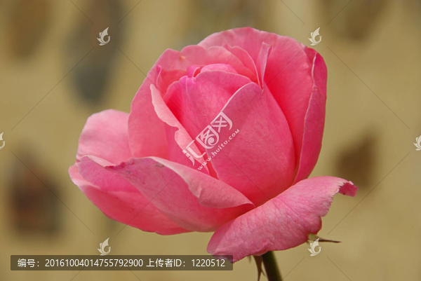 羅絲28