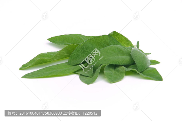鼠尾草葉02
