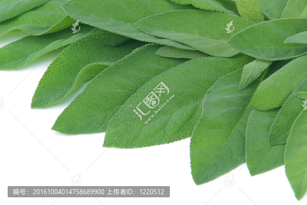 鼠尾草葉05