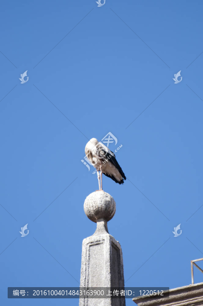 鸛