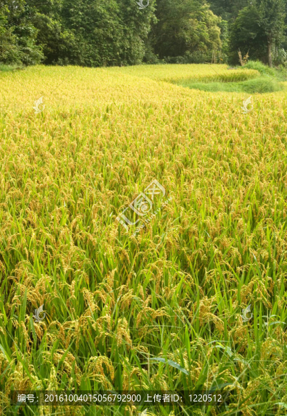 黃色熟米