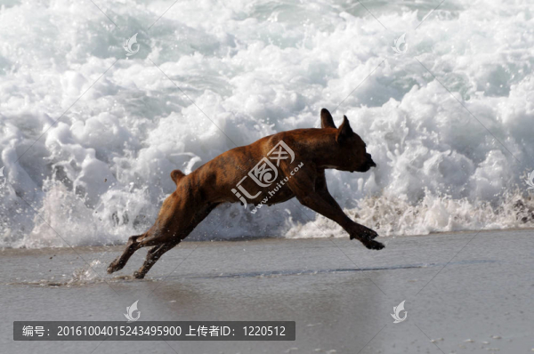 狗在海灘上玩耍