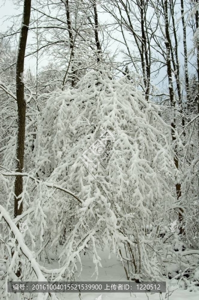 冰雪風(fēng)暴后的冬季景觀