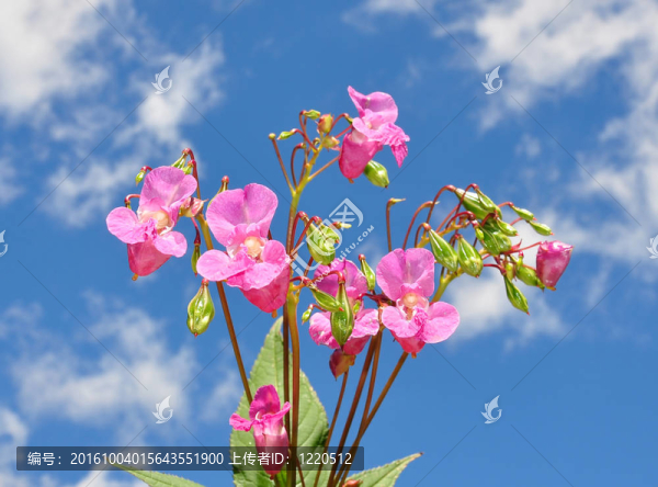 喜馬拉雅鳳仙花（Impatiens,glandulifera）