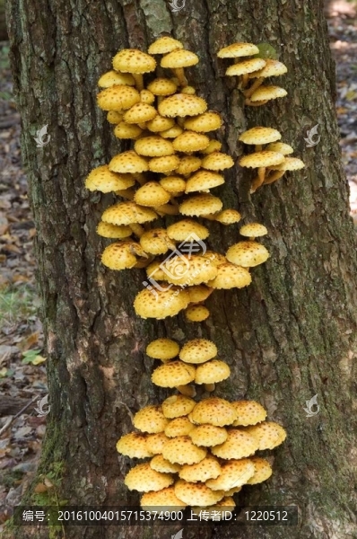 木耳（Pholiota,aurivella）金scalycap