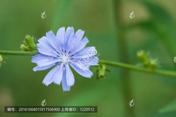 菊苣