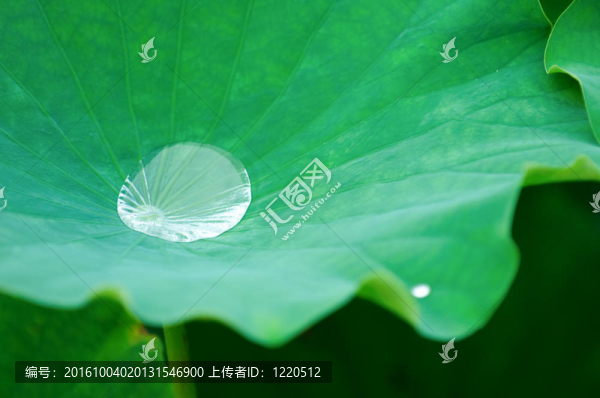 荷葉上的水滴（葉）
