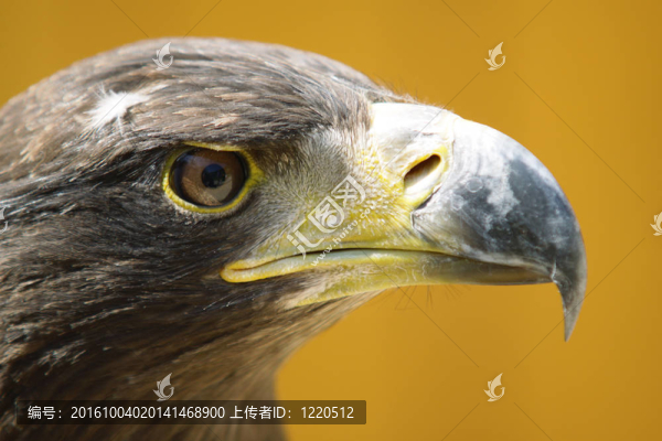 鷹