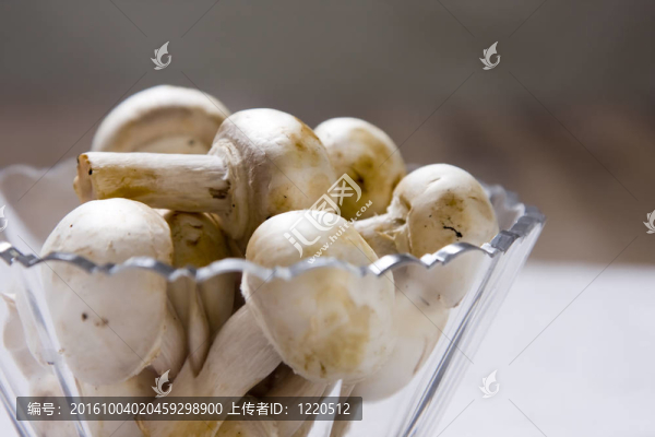 鮮蘑菇