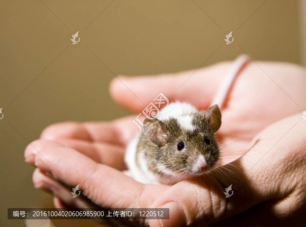 小老鼠