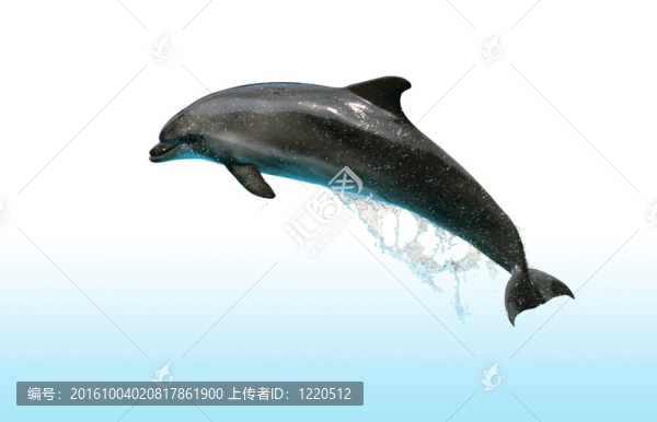 跳躍的海豚