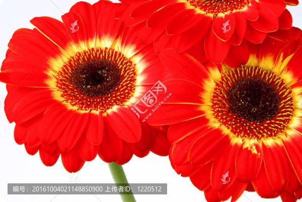 Gerbera,04