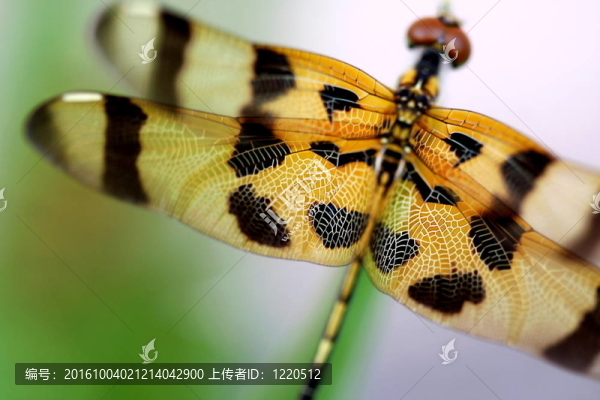 美麗的褐色蜻蜓