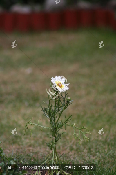 一個孤獨(dú)的花