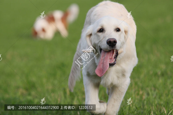 奔跑中的狗