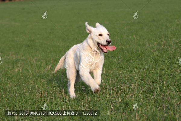 奔跑中的狗