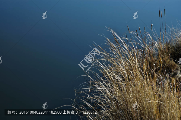 蒲草