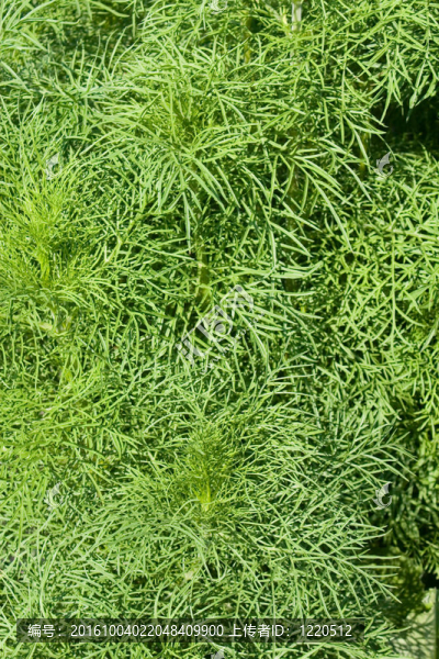 茴香植物的葉子