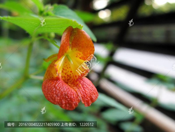 鳳仙花