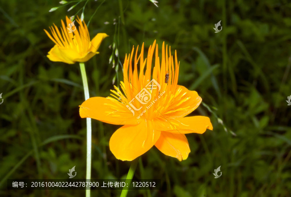 黃色的花2