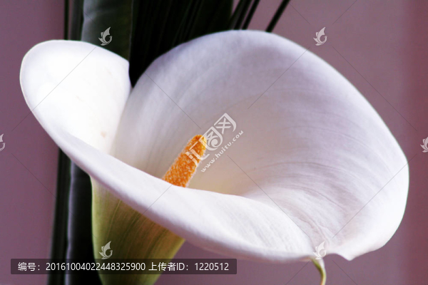 莉莉