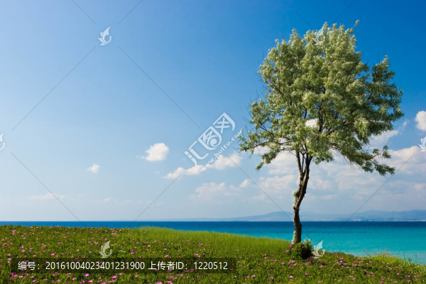 橄欖樹
