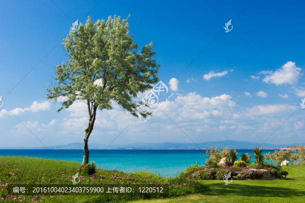 希臘海邊的橄欖樹