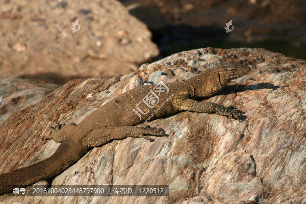 巨蜥-塞倫蓋蒂野生動物園；坦桑尼亞；非洲