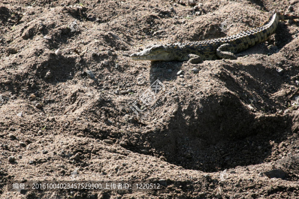 crocodille,-塞倫蓋蒂野生動物園；坦桑尼亞；非洲