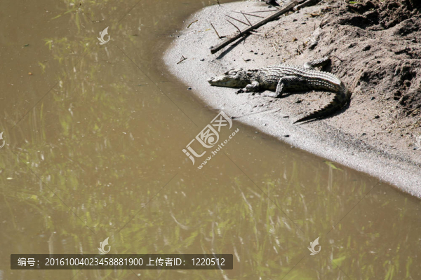 crocodille,-塞倫蓋蒂野生動物園；坦桑尼亞；非洲