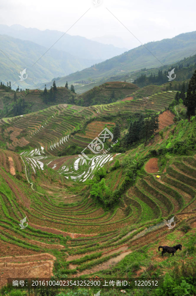 Longji梯田；桂林；中國