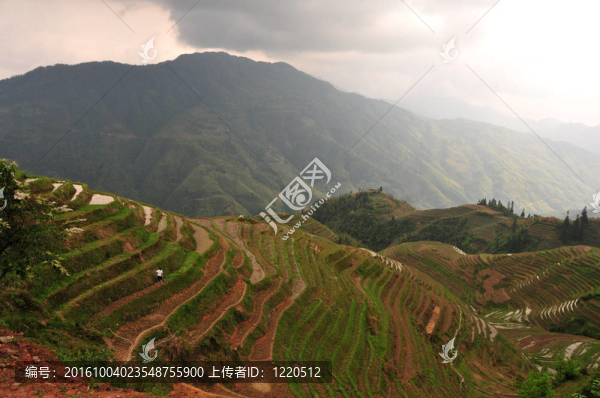 龍脊梯田；桂林；中國
