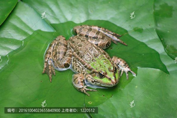 青蛙