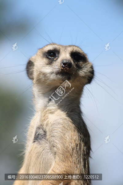 suricatta