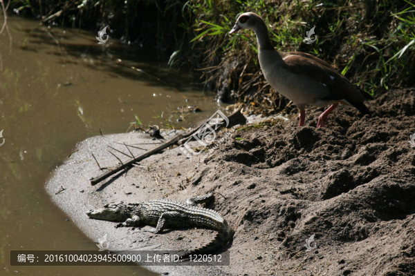 crocodille,-塞倫蓋蒂野生動物園；坦桑尼亞；非洲
