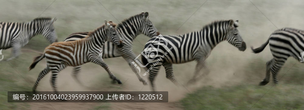 斑馬奔跑-塞倫蓋蒂狩獵；坦桑尼亞；非洲