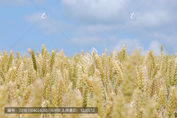 小麥