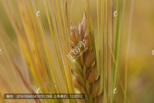 穗大麥