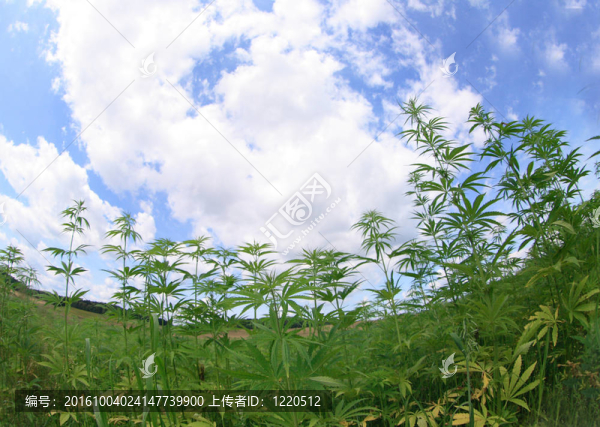 場大麻