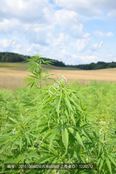 場大麻